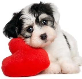 Skin Care Dog Food - Omega 3 - Advanced Complex - Health &amp Wellness - for Dogs - Omega 3 Fatty acids for Dogs - 2 Bottle (360 Softgels)
