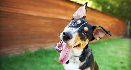 Protein for Dogs - Omega 3 - Advanced Complex - Health &amp Wellness - for Dogs - Dog Skin Soother - 3 Bottle (540 Softgels)