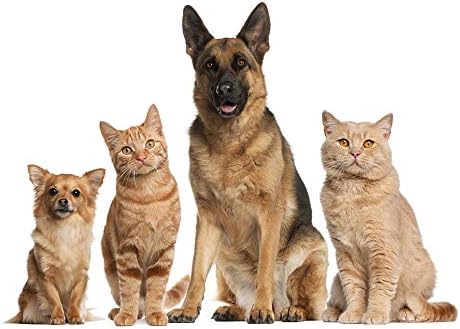 Skin Care for Dogs with Allergies - Omega 3 Fatty ACIDS for Pets - Dogs and Cats - Premium Health - Omega 3 for Dogs Capsule - 180 Softgels (1 Bottle)