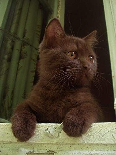I LOVE MY PETS LLC Omega-3 for Cats - Omega 3 Fatty ACIDS for Cats - Best Health Option - Premium - cat Omega 3-540 Softgels (3 Bottles)