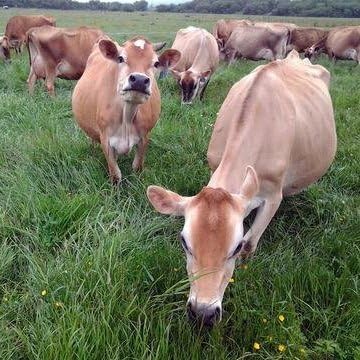 Raw Organic Whey Protein Powder Grass Fed Happy Healthy Cows Undenatured Hormone Free Non-GMO Gluten Free Unflavored Unsweetened Protein 5LB