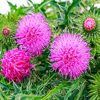milk thistle liver complex - LIVER SUPPORT TEA HERBAL 14 Days caffeine free non gmo gluten free - dandelion root bulk herb 2 Bags