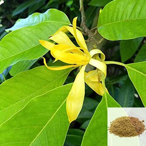 Senbaga Champak Mokku Powder (500g) pack of 1