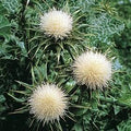 Milk Thistle Silybum marianum 1000 Seeds