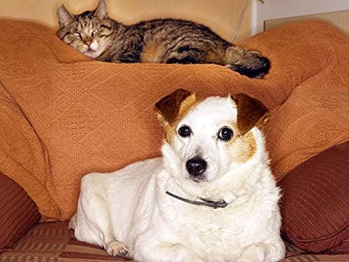 Dog Health Care Products - Omega 3 Fatty ACIDS for Pets - Dogs and Cats - Premium Health - Fat for Dogs - 360 Softgels (2 Bottles)