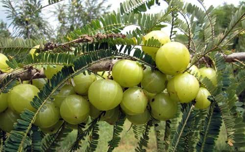 Amla &amp Beyond™ (Nisa Amalaki) Dr. Gumman's Clinical Grade Highest Potency Maximum Bioavailability