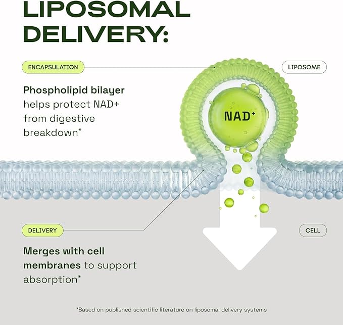 NMN Supplement Alternative – Liposomal NAD+ Supplement – Third-Party Tested – NAD CORE – 30-Day Supply – 60 Capsules