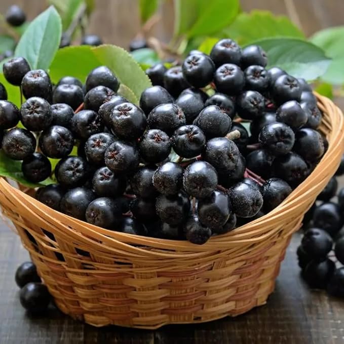 Aronia Vinegar 500 ml