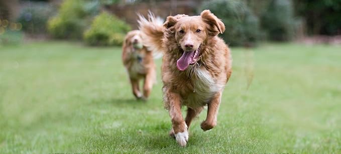 Dog Fat Pills - Omega 3 - Dog Chewy SOFTGELS - Skin Health - Joint Support - Heart Health - pet Omega 3 for Dog - 360 Softgels (2 Bottle)