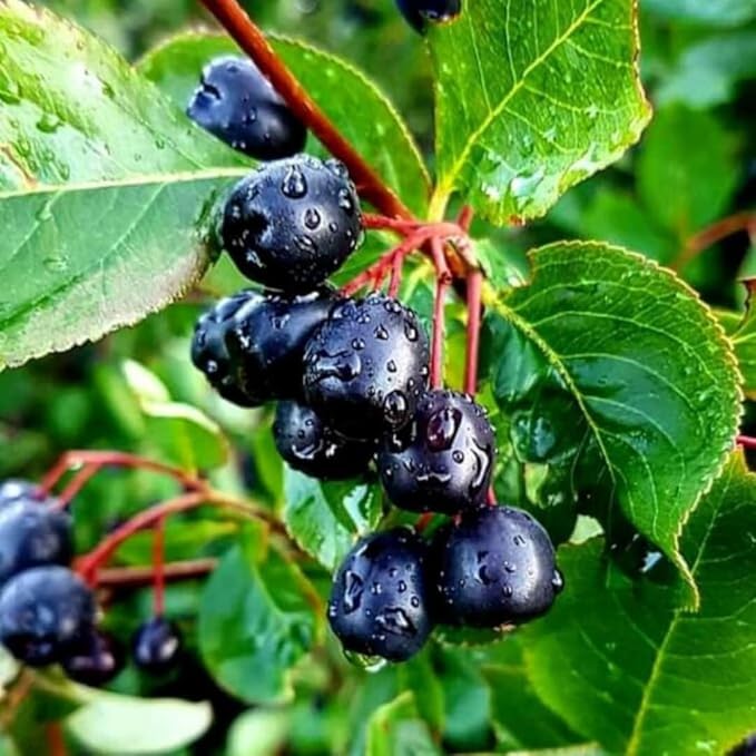 Aronia Vinegar 500 ml
