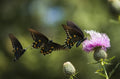 Posterazzi Black Swallowtail Butterflies (Papilio polyxenes) swarm around thistle blossom Tahlequah Oklahoma United States of America Poster Print (38 x 24)