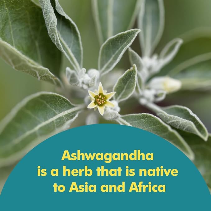 Santo Remedio Ashwagandha Capsules by Dr. Juan Rivera Stress Support Supplement 1000 mg Per Serving 180 Vegetarian Capsules No Artificial Flavors Sugar &amp Sodium Free Daily Wellness Support