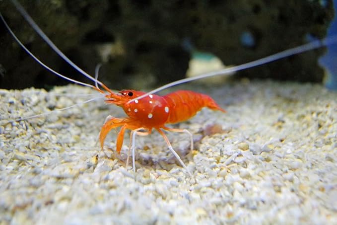 Aquatic Foods Inc. Calcium Feeder Disks for Shrimp Snails Crabs Crayfish Hermit Crabs and All Tropical Fish 400 Count Jar of Small Feeder Disks