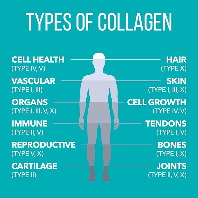NaturesPlus Collagen Peptides Chocolate - 0.83 lb Powder - Hair Skin Nail &amp Joint Health Immune System Support - Non-GMO Gluten Free - 14 Servings