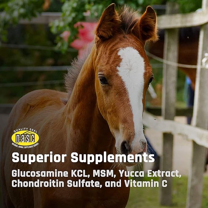 Majesty's Flex XT Wafers - Superior Horse/Equine Joint Support with Increased Supplement Levels - Glucosamine MSM Yucca Vitamin C (Peppermint 2 Pack (120 Count Total))