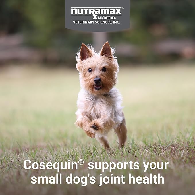 Cosequin Minis Soft Chews Maximum Strength with MSM Plus Omega345 Count (Pack of 2)