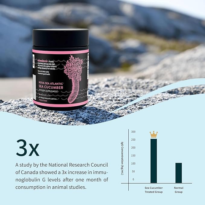 Wild Sea Cucumber Supplement Capsules Antioxidant Healthy Energy Supplement with Fucosylated Chondroitin Sulfate Collagen Glycosides Vitamins Minerals(Pack of 1)