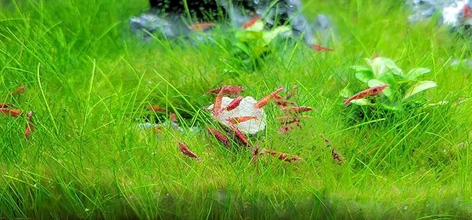 Aquatic Foods Inc. Calcium Feeder Disks for Shrimp Snails Crabs Crayfish Hermit Crabs and All Tropical Fish 400 Count Jar of Small Feeder Disks