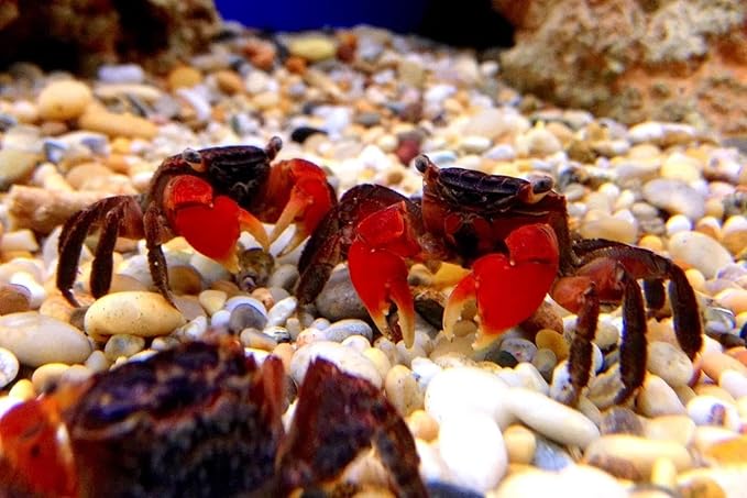 Aquatic Foods Inc. Calcium Feeder Disks for Shrimp Snails Crabs Crayfish Hermit Crabs and All Tropical Fish 400 Count Jar of Small Feeder Disks