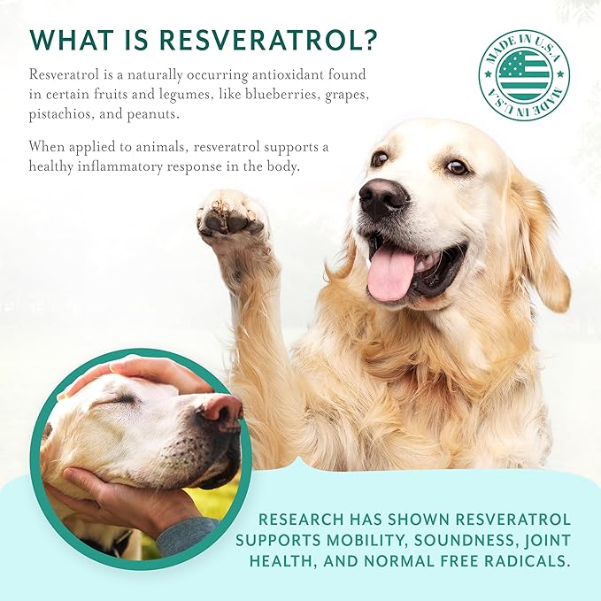 Dog Hip and Joint Support Supplement Soft Chews with Resveratrol Glucosamine Chondroitin Hyaluronic Acid Bacon Flavor Large Breed