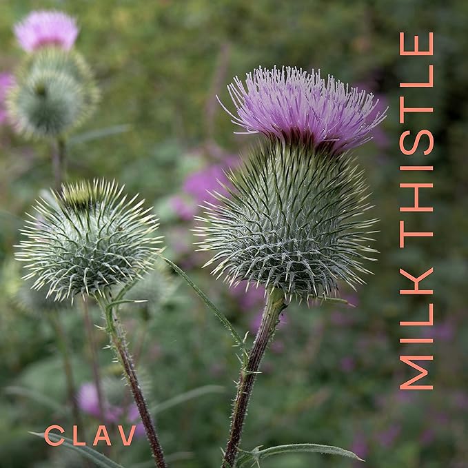 CLAV Organic Milk Thistle &amp Artichoke Extract Complex -Rich in Silymarin &amp Bitters - Liver Support + Detox Supplement - 120 Capsules (60 Days Supply) - Vegan - Made in Germany