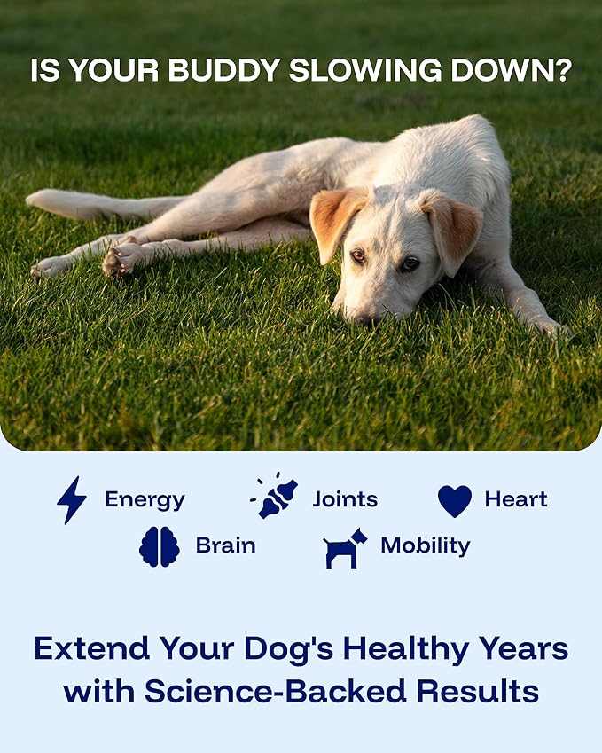 Pawprint Wellness Protocol Liquid Multivitamin for Dogs – All‑in‑One Hip &amp Joint Skin &amp Coat Immune &amp Heart Support – Dog Vitamins with Glucosamine Chondroitin MSM Omega‑3 Fish Oil –