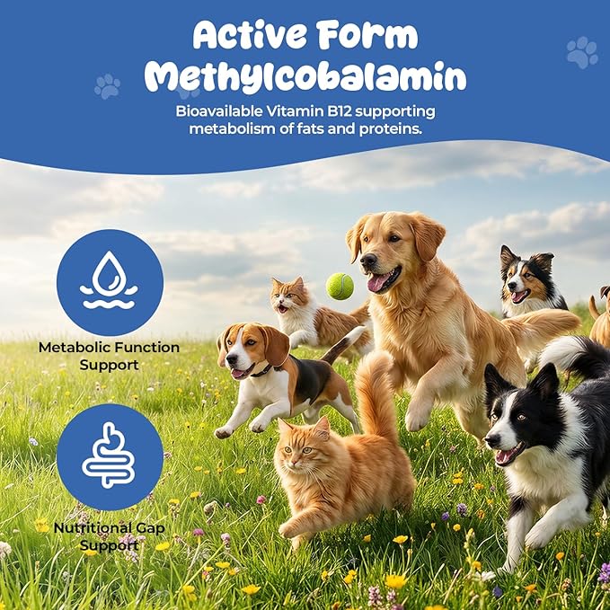 Appetite Stimulant Powder for Dogs &amp Cats Vitamin B12 Supplement with Methylcobalamin Supports Appetite Energy &amp Daily Vitality Dietary Supplement for Pets
