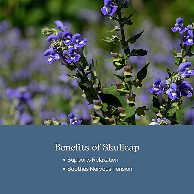 Eclectic Herb - Skullcap Capsules | Natural Sleep Calm &amp Relaxation Support | Herbal Supplement | Vegan Non-GMO Gluten Free Raw Freeze-Dried (90 CT | 350 mg)