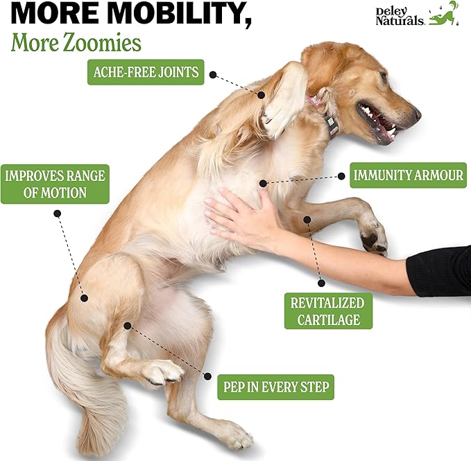 Deley Naturals Hip and Joint Supplement for Dogs - Glucosamine Chondroitin MSM &amp Collagen for Dogs - Dog Joint Supplement Smaller Chews Low Calories Same Ingredients - 120 Bacon Flavor Chews