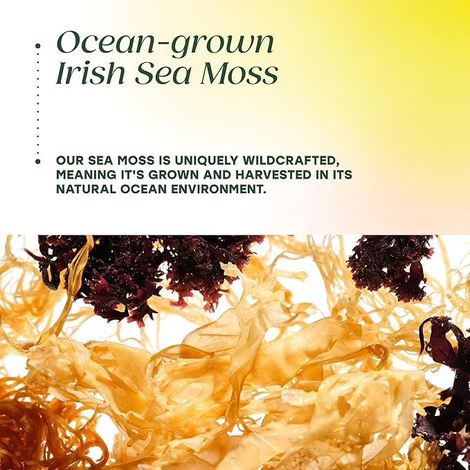 MegaFood Sea Moss Complex - Irish Sea Moss 7000mg Per Serving Plus Black Seed Oil Burdock Root Bladderwrack &amp Ashwagandha - Vegan Gut Health &amp Immune Support Supplement 120 Capsules 60 Ser