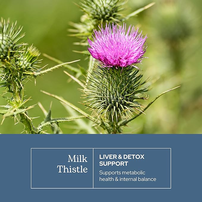 Eclectic Herb - Premium Freeze Dried Milk Thistle Capsules | Silymarin Supplement | Liver Support Detox Cleanse + Maintain | Vegan Natural Non-GMO Gluten Free (240 CT | 600 mg)