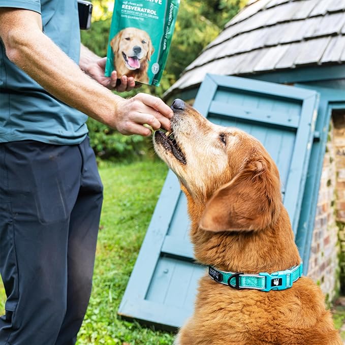Dog Hip and Joint Support Supplement Soft Chews with Resveratrol Glucosamine Chondroitin Hyaluronic Acid Bacon Flavor Large Breed